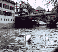 Swans on River - Strasbourg - France